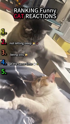 When Your Cat Attacks The Wrong One 😂🙀 #cat #funnycats