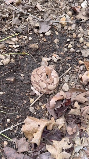 An amazing species with a wild beauty that’s impossible to ignore. Venomous Copperhead Snake