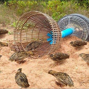 148K views · 3.2K reactions | Awesome Quick Bird Trap Using Tire Car And PVC - How To Make Bird With Water Pipe Work 100% | Daily Reptile | Facebook