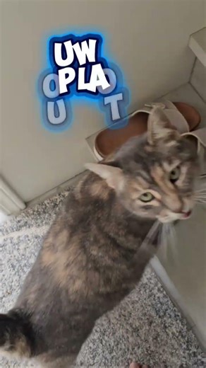 My cat when I woke up late #shorts #shortsvideo #shortvideos #viral #viralshorts