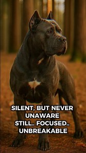 The Stillness of a Guardian | Cane Corso Power & Presence