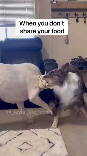 26M views · 757K reactions | Mom started catching on so we had to get creative 邏 #funnydogs #dogskit #dogskits #comedy #dogcomedy #boxerdogs #australianshepherd #whiteboxer #dogtrend #dogmeme #dogactor #dogsstealingfood | Layla the Boxer | Facebook