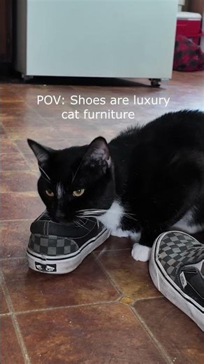 Cute Cats Obsessed With Shoes! | Asuna and Zion Cute Cat Moment
