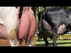 🔥 Top 2 Best Highest Milking Cow Breeds for Dairy Farming | High Milk Production & Profit
