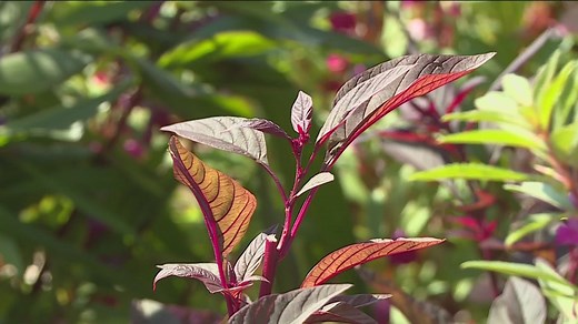 Grow with KARE: Getting some new ideas from a Hmong garden with a 'rooted' history