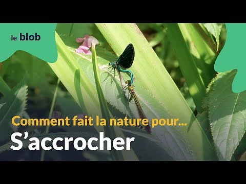 S’accrocher | Les nanotechnologies du vivant