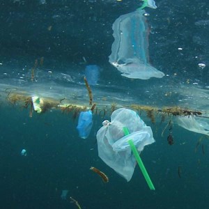 If just one straw in the ocean can harm a sea turtle, imagine what millions of straws can do? | Ocean Conservancy