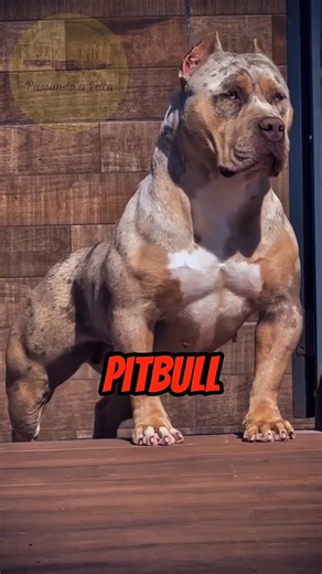 Pitbull: O Cão Mais Corajoso e Dócil do Mundo?#richardrasmussen #shorts