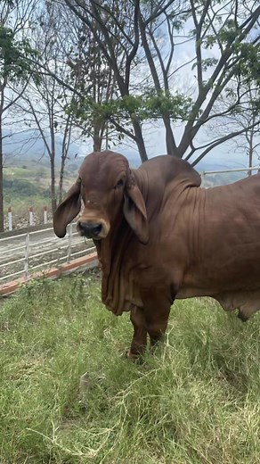 Hacienda La Nena: Alta Genética en Ganado Brahmán