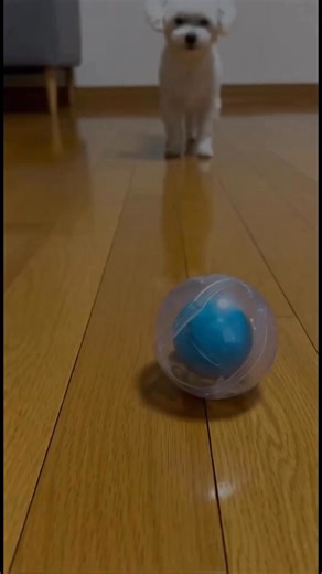 @snowycoco.adventures on Instagram: "On the wooden floor, the clear treat ball waits… Coco runs up, presses his nose against it, sniffing fast — “snff-snff-snff” — then pushes it forward as the treats rattle inside 😂🐶💥 He chases too hard, steps wrong, slips, and lands on his butt, sliding like a tiny chaos comet. Snowy stands farther back, tilts her head, folds her ears, and gives the absolute “really…?” stare. The ball slows. Coco returns to sniff. Chaos resets. Perfect loop. Which energy ar