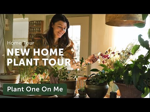 NEW COTTAGE Houseplant Home Tour — Ep. 345