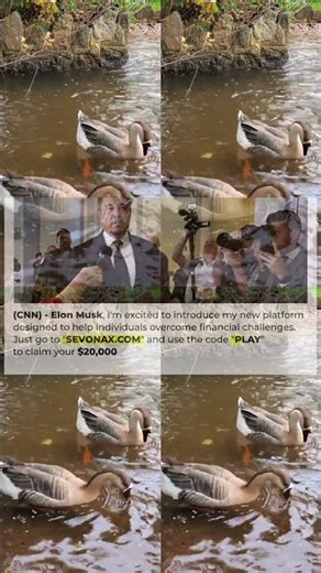 Feeding Geese on a River Featuring Black Swans, Pekin Ducks, Mallards Nature Relaxation Video 12