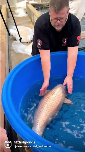 This Is The Biggest Japanese Koi in USA!!! 105CM Mukashi Ogon