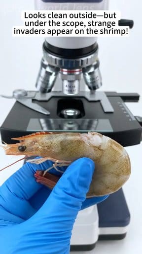 65K views · 726 reactions | Shrimp 戀 under the microscope  | Leafy Street | Facebook