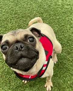 28K views · 8K reactions | We want to introduce you to our very, very...