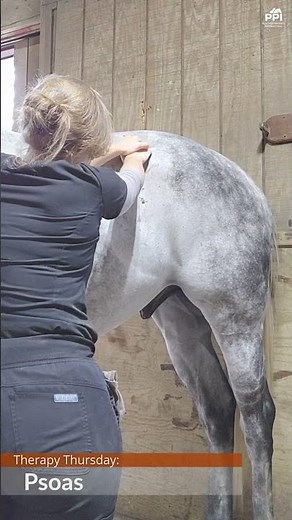Why Horses Struggle in the Canter | Psoas & Hind End Engagement