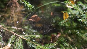 Spider's web on spruce branches in forest, closeup macro view. Sunny autumn day in woodland with dry leaves. Insect life in a coniferous woods, cobweb on tree. Net is swaying in wind. Stock Video