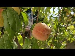 An Apple Tree | Exploring the origin of Apple Trees | Fruits | Red Apple