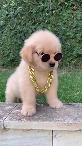 1.2K views · 373 reactions | hip hop puppy | Dogs | Facebook