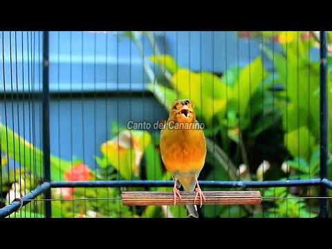 Canto del Canarino Forte e Naturale per Allenamento, Richiamo e Relax 41