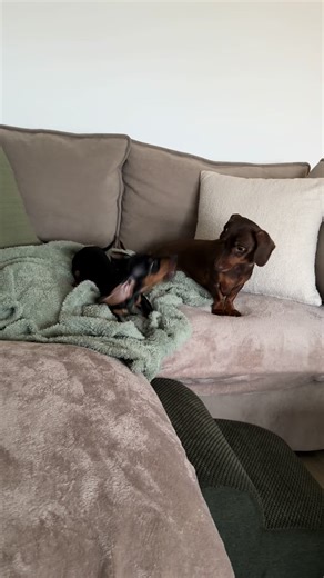 Learning to make lots of noise! And playing at our favourite place (the sofa) it’s good for napping and playing 🤩 #dachshund #fyp #sausagedog #friends #smallboy