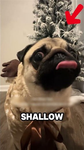 Can A Pug Actually SNEEZE Their Eyes Out? 😱🐶