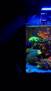 TGIF! 🎉 Check out @aa_reef_’s stunning mixed reef: Euphyllia garden in the front and SPS in the back. 🤩 #reef #reeftanks #coral #allmymoneygoestocoral #reefaquarium #saltwateraquarium #saltwatertank #aquarium #freshwater #plantedtank #nature #corals #freshwateraquarium #coralreef #sea #ocean #aquascape #colorful #fishtank #fishtanks #marinelife #reeftank #underwaterphotography #tropicalfish #aquariums #oceanlife #aquascaper #fish #aquariumhobby | EcoTech Marine