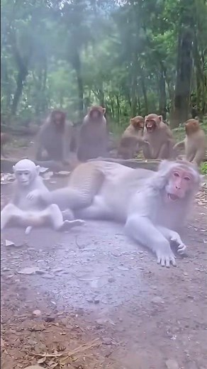 Baby monkey inflates balloon too much… the EXPLOSION sends mom flying 😂💥