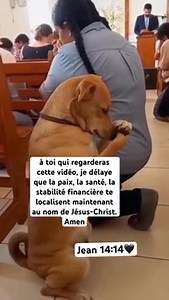 La Bible dit: que tout ce qui respire loué l'Éternel, le chien fait sa part 😭😭😭😭 🔥 EN ROUTE VERS LES 100K ! 🙌 Déjà 48 000 abonnés — merci à vous 🙏 Mobilisons-nous pour donner la force à Talents Beaux-Arts Gospel ✝️, la structure qui promouvoit les talents et la foi 🎶✨ 👉 Abonne-toi, partage et soutiens la vision ! #TalentsBeauxArtsGospel #100KChallenge | Talents Beaux-Arts Gospel
