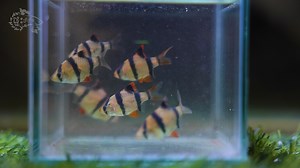 3.4K views · 197 reactions | Tiger fish is very colorful - Mini...