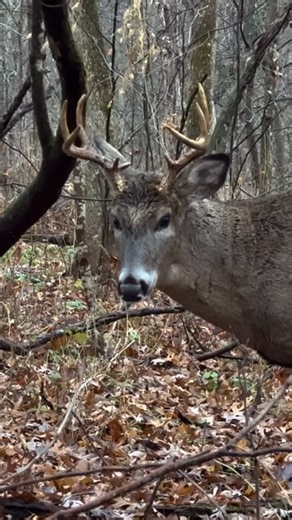 The Hunting Public on Instagram: "Nothing like a buck coming in real close! 🦌 Who’s still out with a bow? Comment your state below 👇"