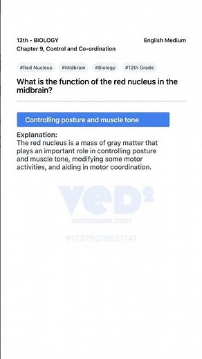 Red Nucleus Function in Midbrain Biology 12th