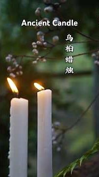 How Ancient Chinese Candles Were Made | From Seeds to Light (No Machines!)