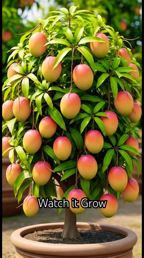 Mango tree growing from seed #timelapse #garden #plants