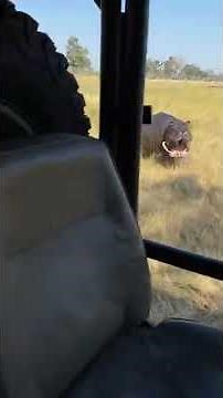 Hippo attack on African safari