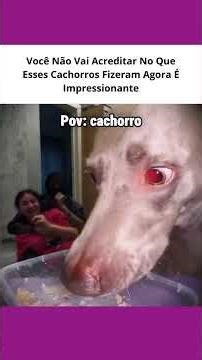 Você Não Vai Acreditar No Que Esses Cachorros Fizeram Agora É Impressionante