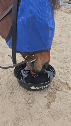 30 reactions | Of course, Noddy had to have a go at the apple bobbing! The kids can't have all the fun 藍藍 | JW Equestrian services | Facebook