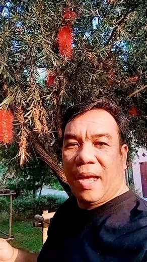 The plant in the image is a Bottlebrush tree (Callistemon species), likely a Crimson Bottlebrush (Callistemon citrinus) or Weeping Bottlebrush (Callistemon viminalis). | Stephen T Arricivita