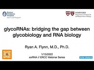 ERCC Webinar: Ryan Flynn - Small RNAs modified with N-glycans on the surface of living cells