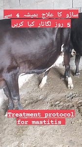Please follow the complete treatment protocol for mastitis . . . . #vetclinic #dairyfarming #downercow #dairyfarmers #vets #insemination #veterinary #paralysis #management #livestock #cow #mastitis #dairy #farming #buffalo #GOAT | Vet Sagheer Abbas