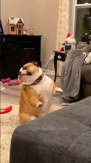 Hilarious Dancing Dogs Compilation Funniest Dog Moves Ever! #funnyvideo #dancingdog #laugh