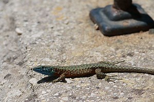Blue throated keeled lizard - Alchetron, the free social encyclopedia