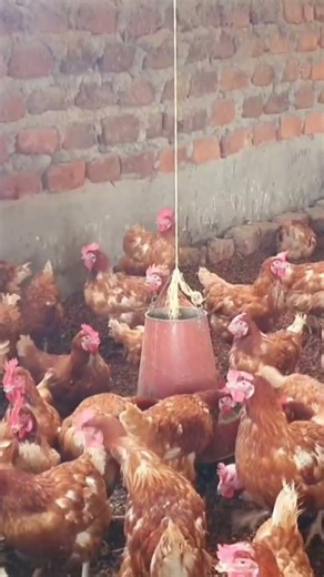 How to start a small chicken farming business that brings daily income #chickenfarming #poultry
