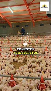 950K views · 19K reactions | ¿Quieres pollos de 4 kilos en 40 días? Este es el secreto #facebookviral #reelsfypシ #granja #gallinaslibres #gallinasfelices #viralreels #gallinas #gallinasponedoras #granjas #GallinasPonedoras #avicultura #PollosDeEngorde | Granja San Marcos | Facebook
