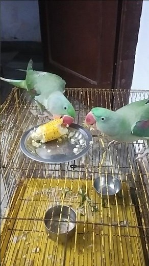 Ringneck Alexander Parrot Eating Sweet Corn 🌽 | Healthy Food for Parrots 🦜