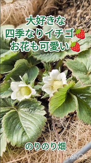 [Daily Balcony Gardening] Strawberry flowers have bloomed! | Hanging basket cultivation is recomm...