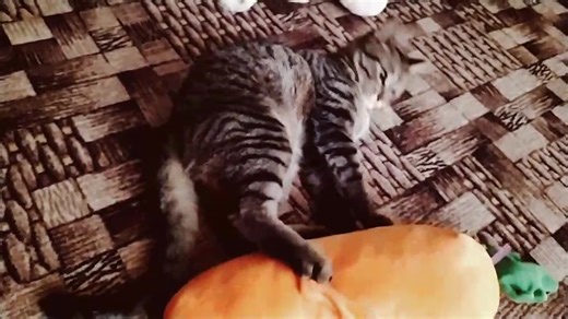 Уютные полосатые коты