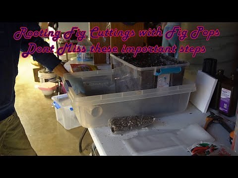 Rooting Fig Cuttings With Fig Pops: Don't miss These Important Steps