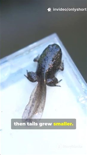 I Found a Frog on My Bed! 🐸 Tadpole to Frog Story for Kids