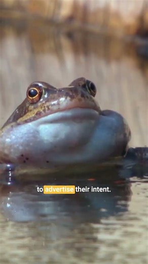 Why Frogs Sing to Find Love 🐸 | The Science of Frog Calls